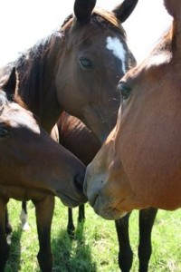 Horses talking